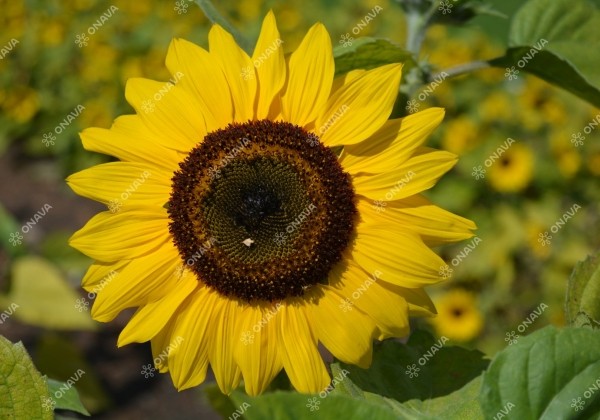 Helianthus annuus Holiday