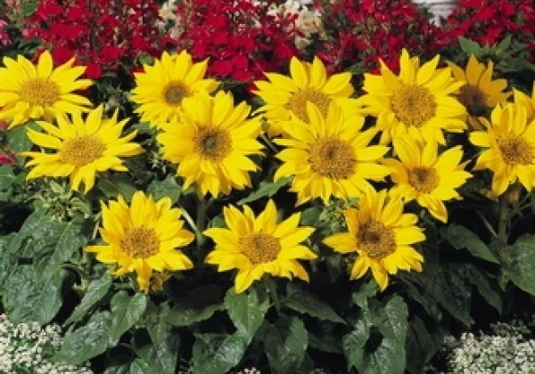 Helianthus annuus Pacino Gold