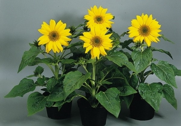 Helianthus annuus Pacino Gold