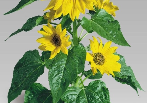 Helianthus annuus Pacino Gold