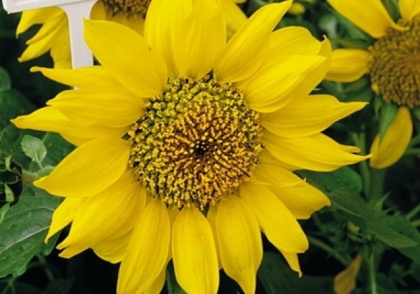 Helianthus annuus Pacino Gold