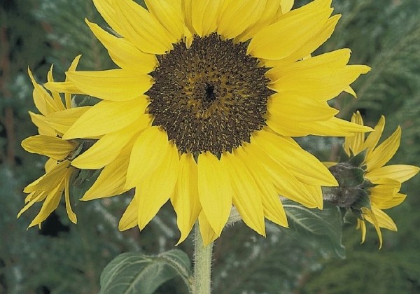 Helianthus annuus Pacino Cola