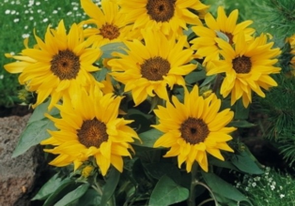 Helianthus annuus Pacino Cola