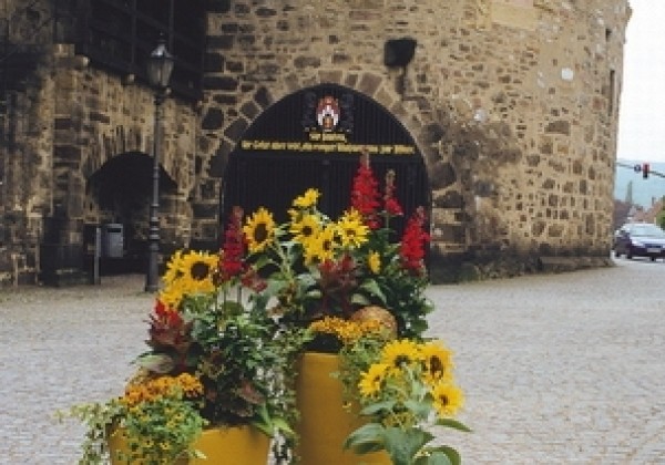 Helianthus annuus Pacino Cola