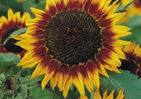 Helianthus annuus Floristan