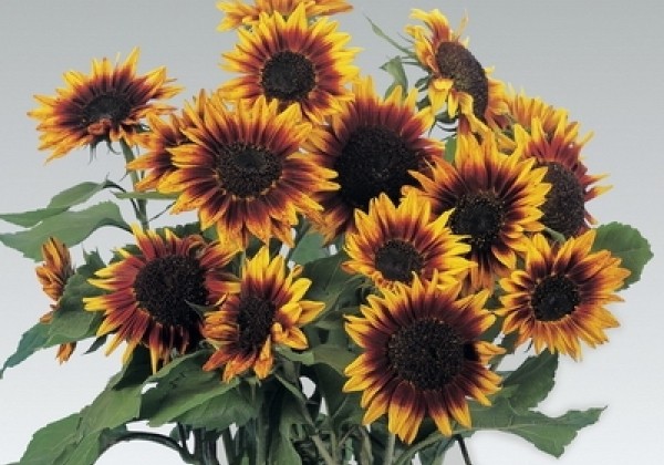 Helianthus annuus Floristan