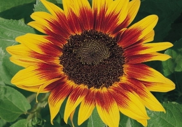 Helianthus annuus Ring of Fire