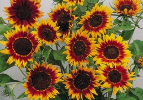 Helianthus annuus Ring of Fire