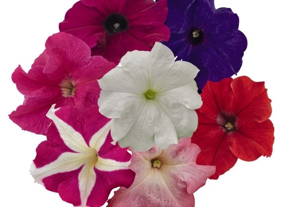 Petunia grandiflora SUCCESS! HD Mix
