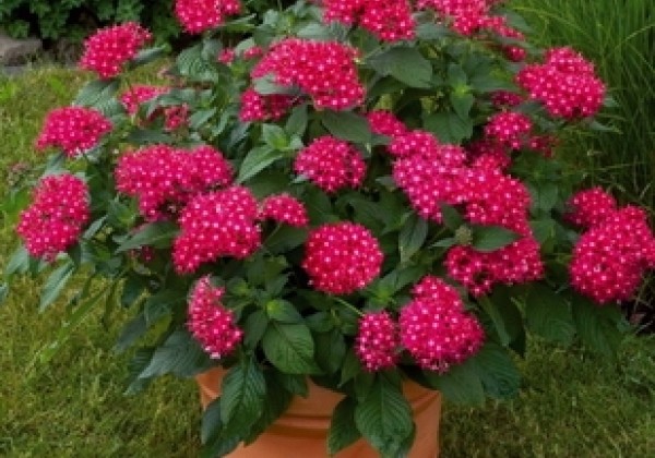 Pentas lanceolata Kaleidoscope Deep Rose