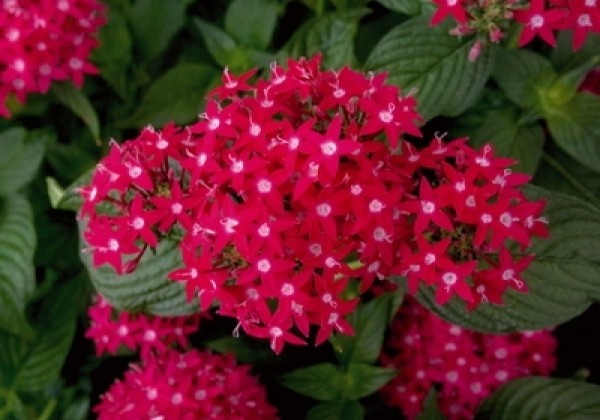 Pentas lanceolata Kaleidoscope Deep Rose