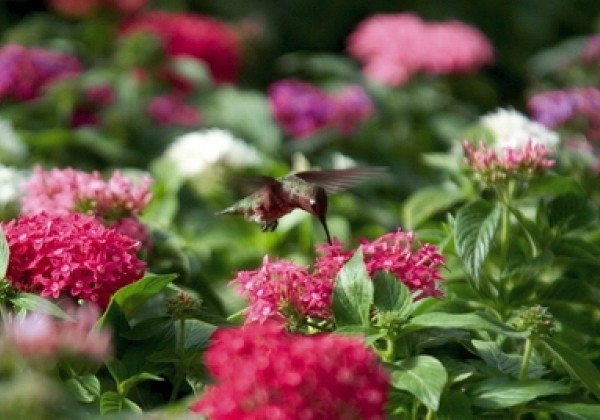 Pentas lanceolata Kaleidoscope Deep Rose