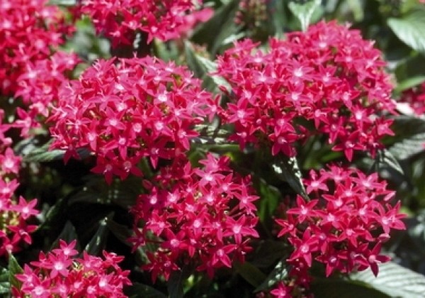 Pentas lanceolata Kaleidoscope Deep Rose