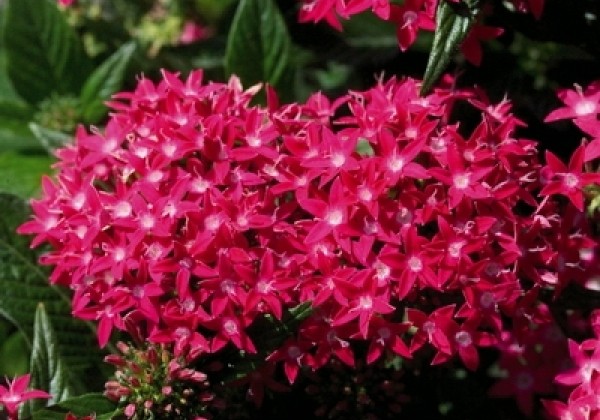 Pentas lanceolata Kaleidoscope Deep Rose