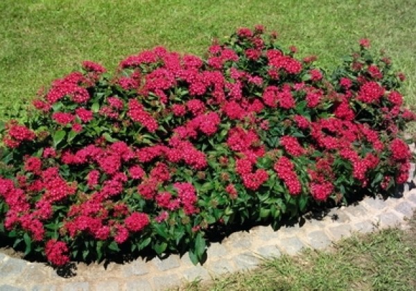 Pentas lanceolata Kaleidoscope Deep Rose