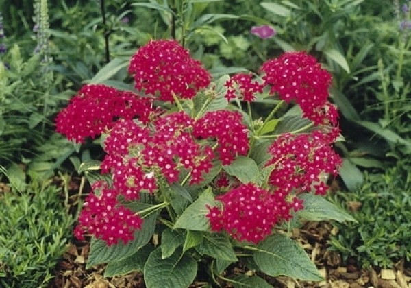 Pentas lanceolata Kaleidoscope Camine