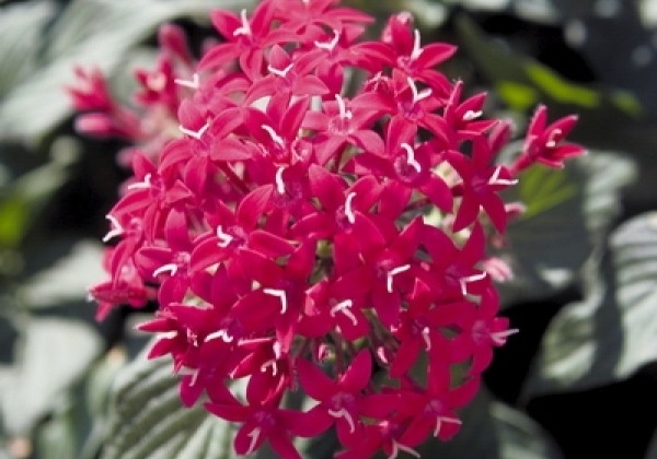Pentas lanceolata Kaleidoscope Camine