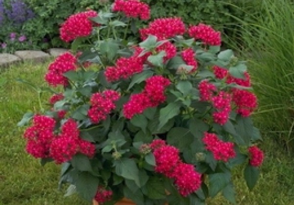 Pentas lanceolata Kaleidoscope Camine