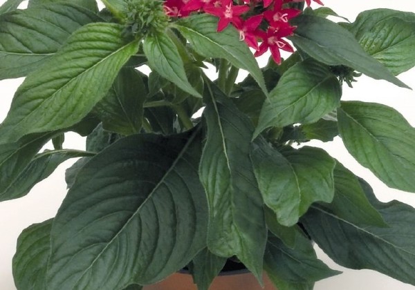 Pentas lanceolata Kaleidoscope Camine