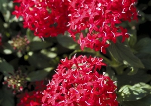 Pentas lanceolata Kaleidoscope Deep Red