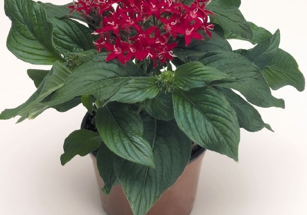 Pentas lanceolata Kaleidoscope Deep Red