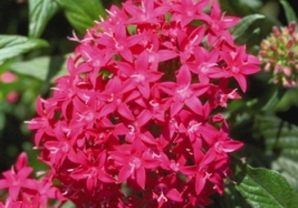 Pentas lanceolata Graffiti Lipstick