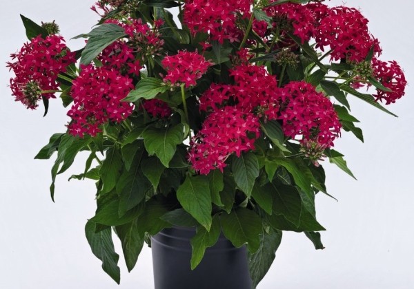 Pentas lanceolata Graffiti Lipstick