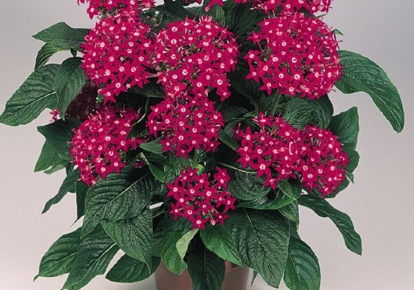 Pentas lanceolata Graffiti Bright Red