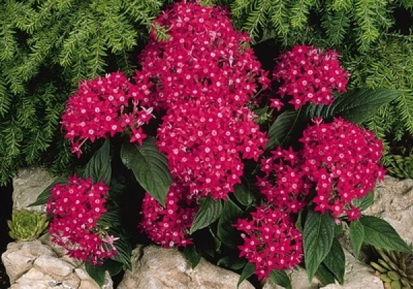 Pentas lanceolata Graffiti Bright Red