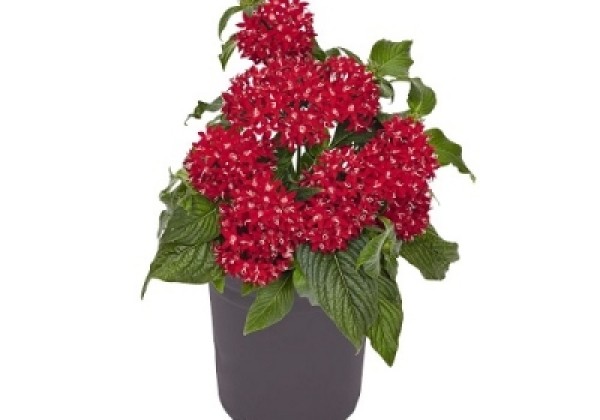 Pentas lanceolata Graffiti Red Velvet