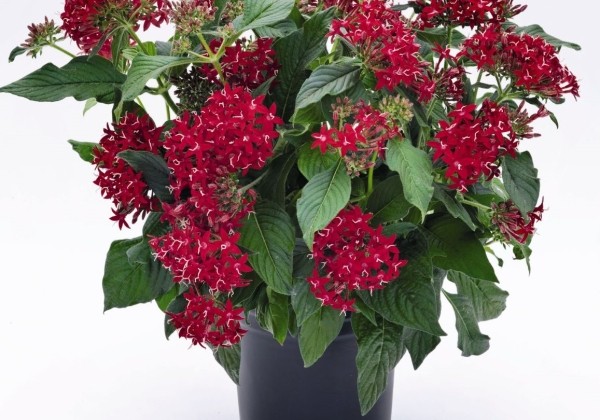 Pentas lanceolata Graffiti Red Velvet