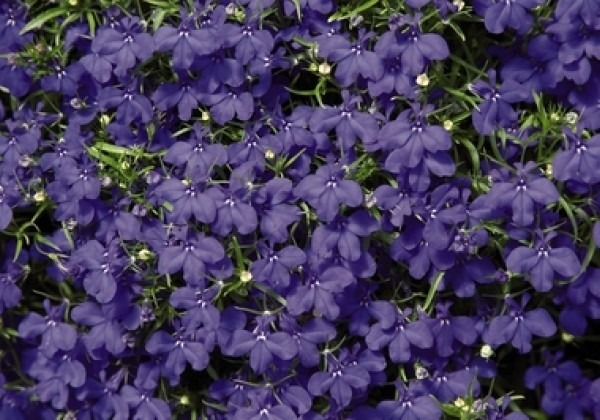 Lobelia erinus Palace Blue