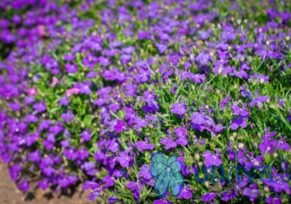Lobelia erinus Palace Blue