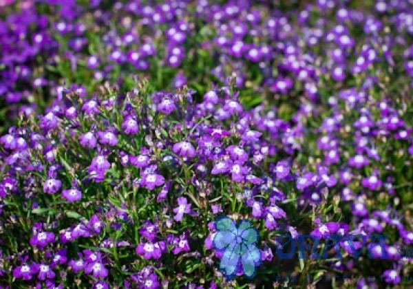 Lobelia erinus Palace Blue with Eye