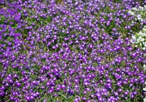 Lobelia erinus Palace Blue with Eye