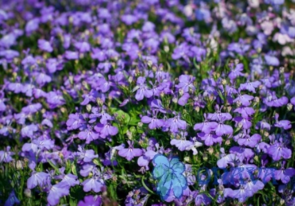 Lobelia erinus Palace Sky Blue