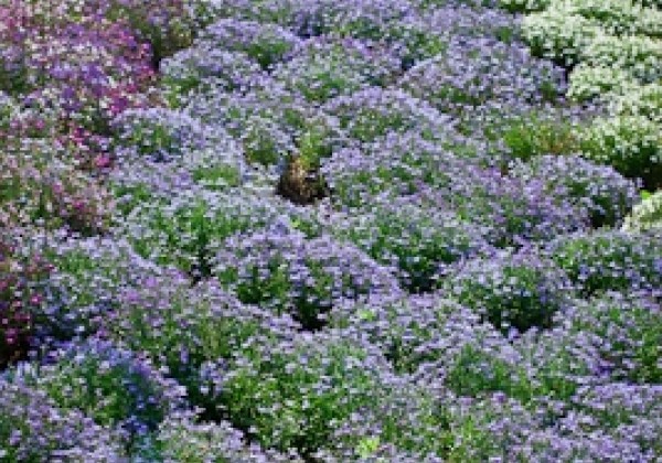Lobelia erinus Palace Sky Blue