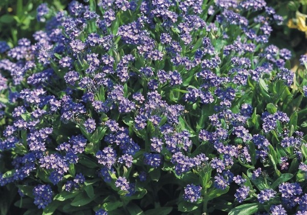 Myosotis sylvatica Compindi