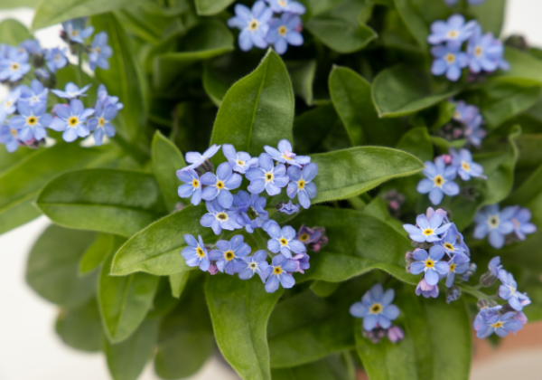 Myosotis sylvatica Bellamy Light Blue