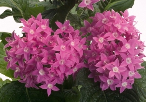 Pentas lanceolata Kaleidoscope Pink