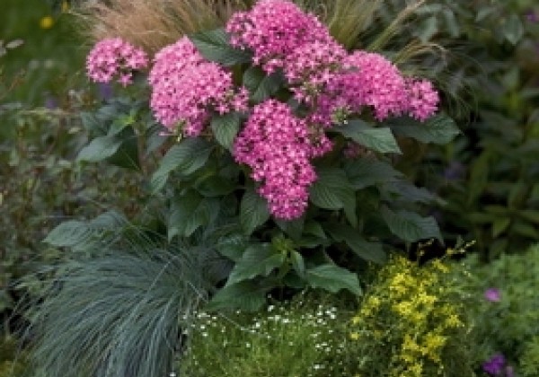Pentas lanceolata Kaleidoscope Pink