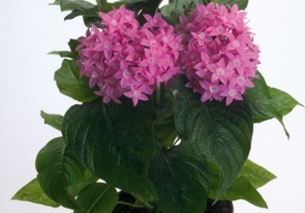 Pentas lanceolata Kaleidoscope Pink
