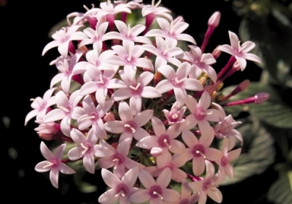 Pentas lanceolata Kaleidoscope Appleblossom