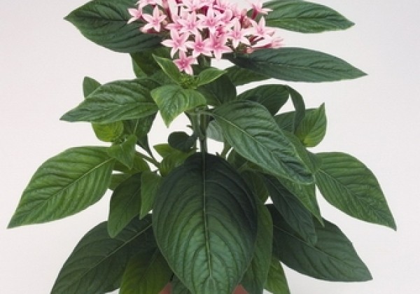 Pentas lanceolata Kaleidoscope Appleblossom