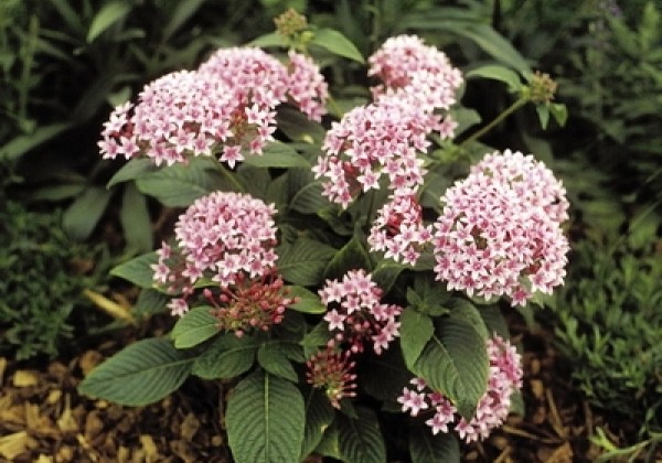 Pentas lanceolata Kaleidoscope Appleblossom