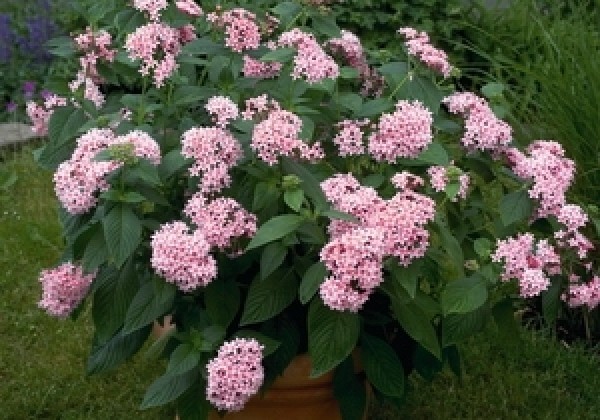 Pentas lanceolata Kaleidoscope Appleblossom