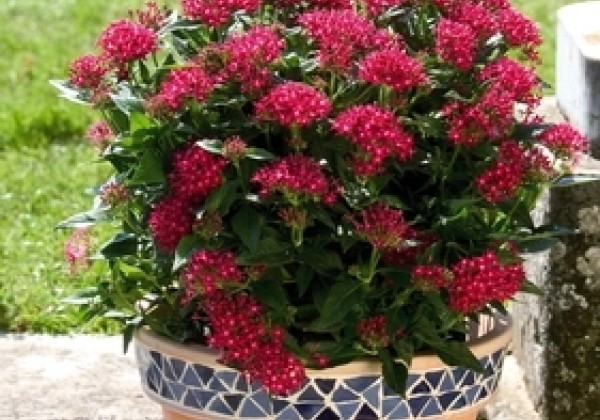 Pentas lanceolata Kaleidoscope Deep Rose