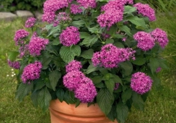 Pentas lanceolata Kaleidoscope Lilac