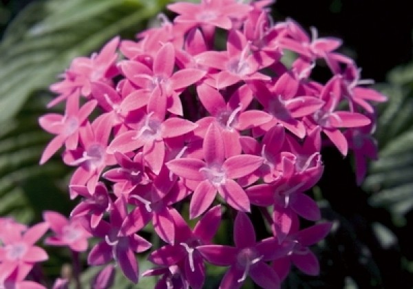 Pentas lanceolata Kaleidoscope Lilac