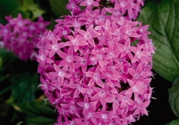 Pentas lanceolata Kaleidoscope Lilac